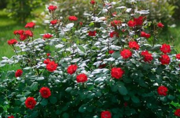 吕二虎依靠种植月季花走上致富路，花中皇后名不虚传2.jpg