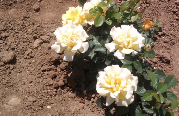 吕二虎依靠种植月季花走上致富路，花中皇后名不虚传3.jpg