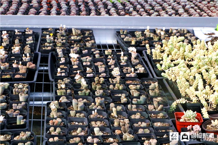 致富种植农民技术工作总结_农民致富种植项目_农民种植致富技术