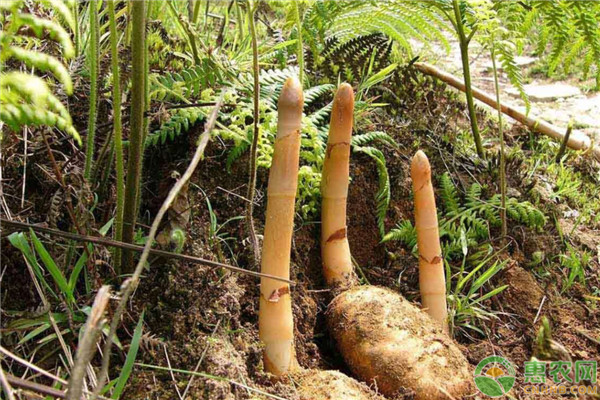 种植致富新项目_致富种植项目介绍_致富项目种植