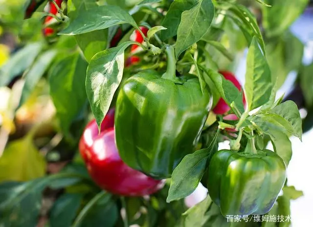 五彩甜椒种子_五色甜椒种植技术_五色种植甜椒技术要求