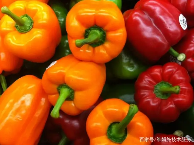 五色甜椒种植技术_五色种植甜椒技术要求_五彩甜椒种子