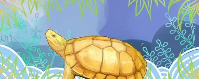 乌龟养殖业_乌龟大规模养殖技术_乌龟养殖规模技术大的原因