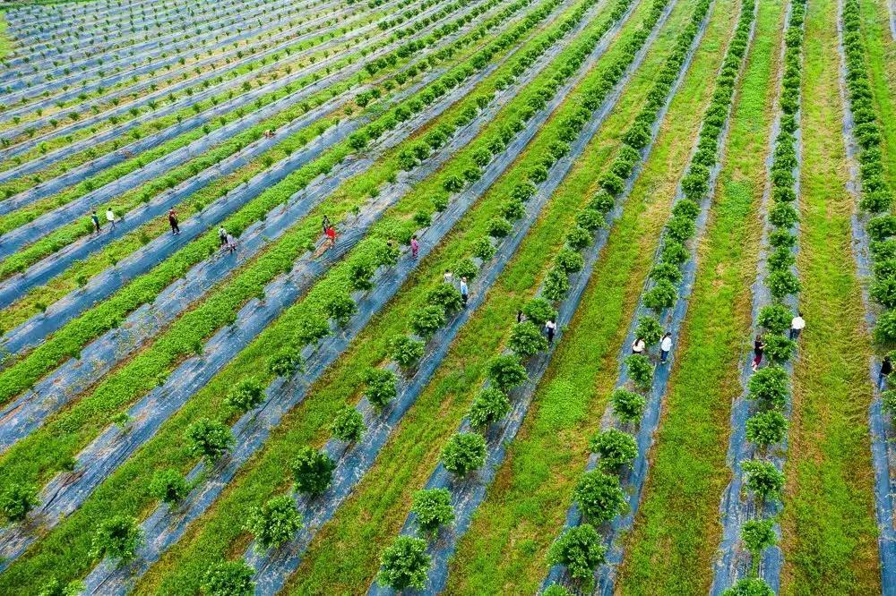 致富经栏目视频全集_仁寿县致富经播放_2020年致富经视频