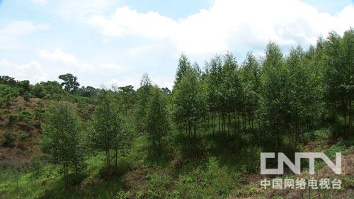 钦州种植致富_广西致富种植项目_钦州中药材种植