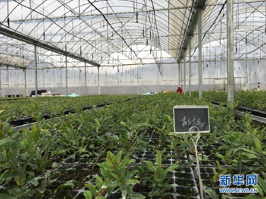石榴种植致富_石榴的种植前景与收益_致富石榴种植方法