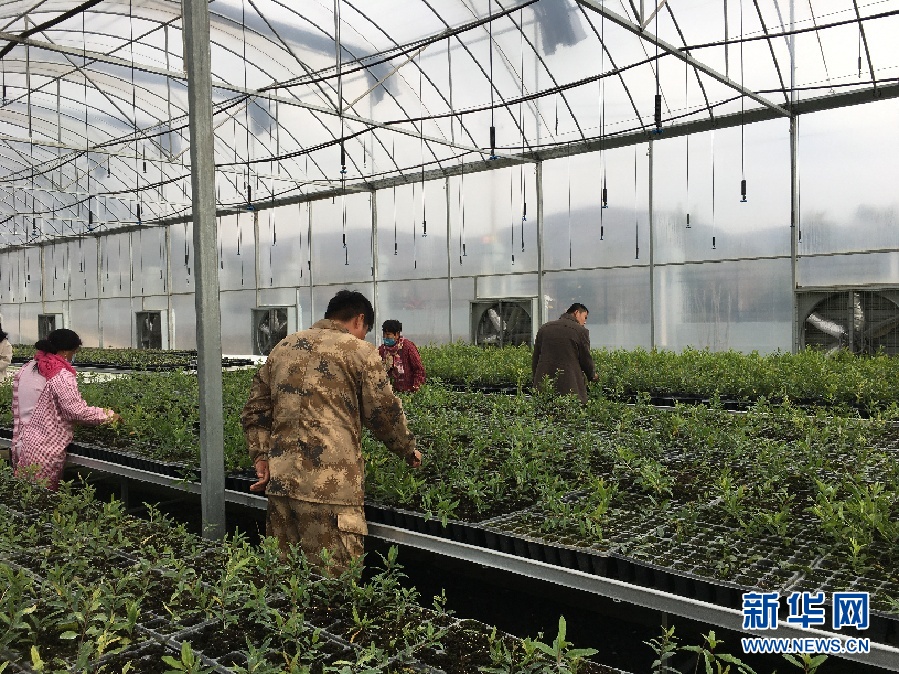 石榴种植致富_石榴的种植前景与收益_致富石榴种植方法