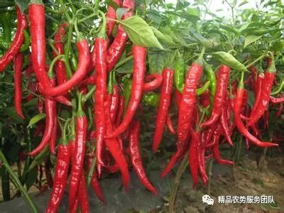 五色甜椒的种植方法和时间_五色种植甜椒技术视频_五色甜椒种植技术