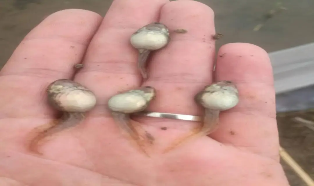 养蝌蚪的视频_蝌蚪管理技术养殖视频_蝌蚪养殖