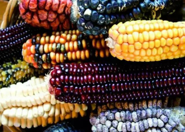 玉米超高产栽培视频_种植玉米视频大全_黑玉米种植技术视频