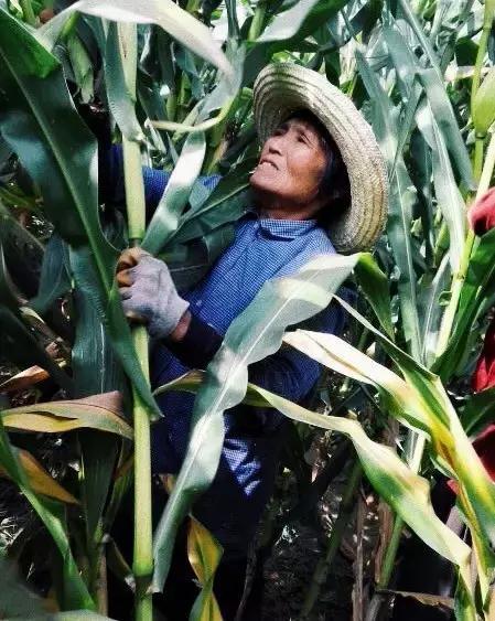 黑玉米种植技术视频_种植玉米视频大全_玉米超高产栽培视频