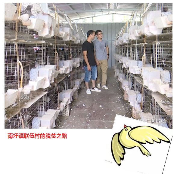 养殖致富养鸽子_致富鸽子养殖养什么品种_养鸽致富经