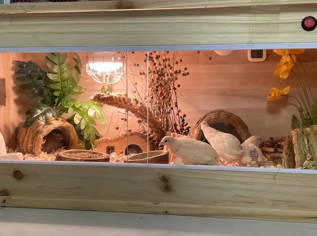 桂花雀的饲养配方_桂花雀养殖技术要视频_养殖桂花雀前期需要投入多少