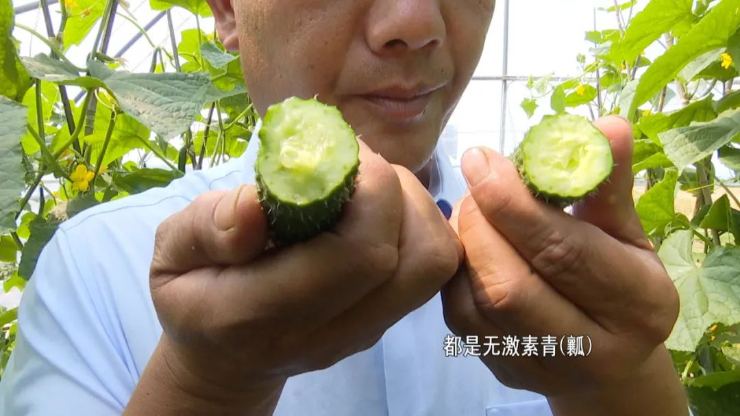 许昌种植致富果_许昌种植结构_许昌果树苗木基地