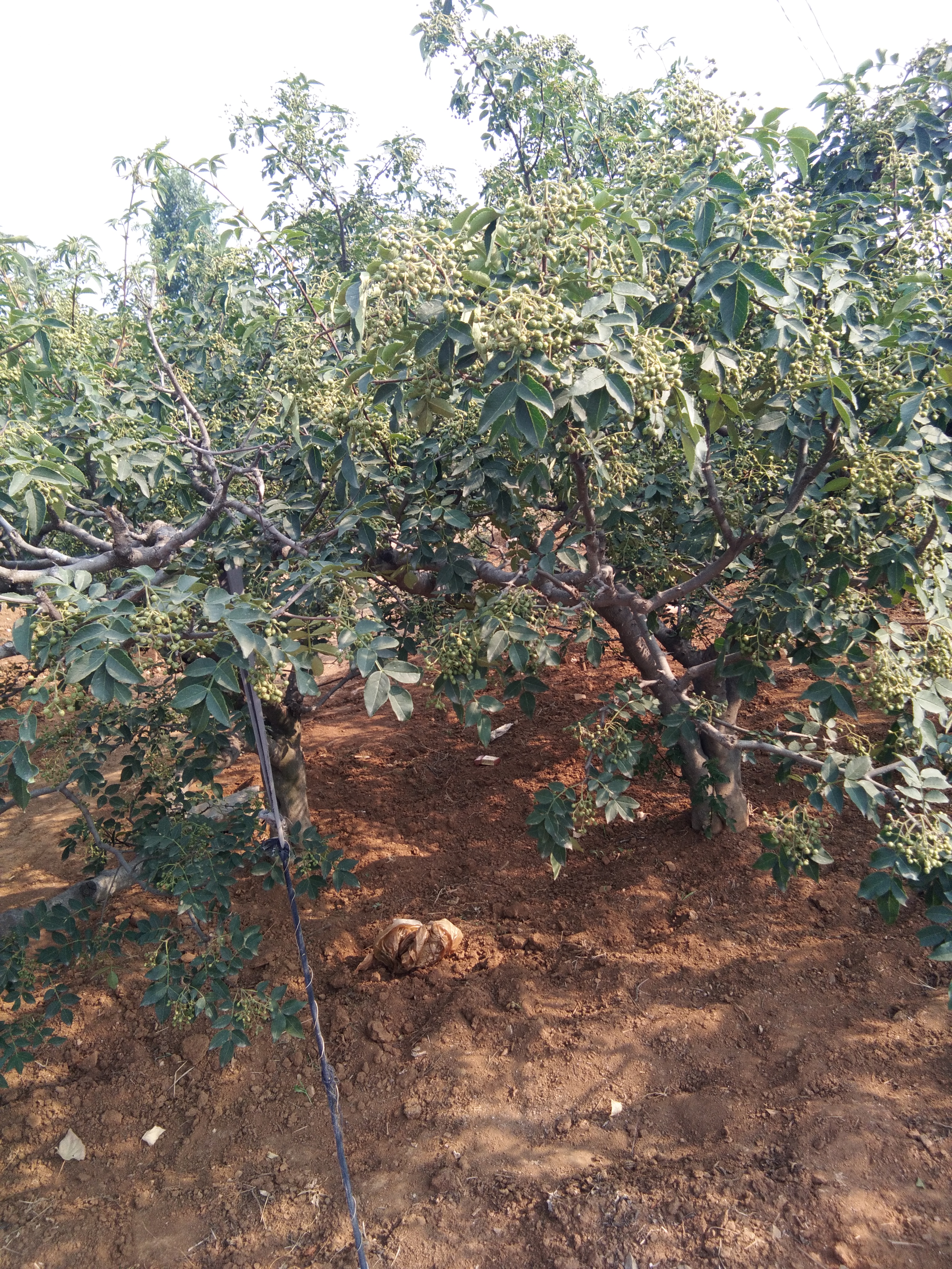 牛椒亩产量_大牛椒种植_牛椒种植技术