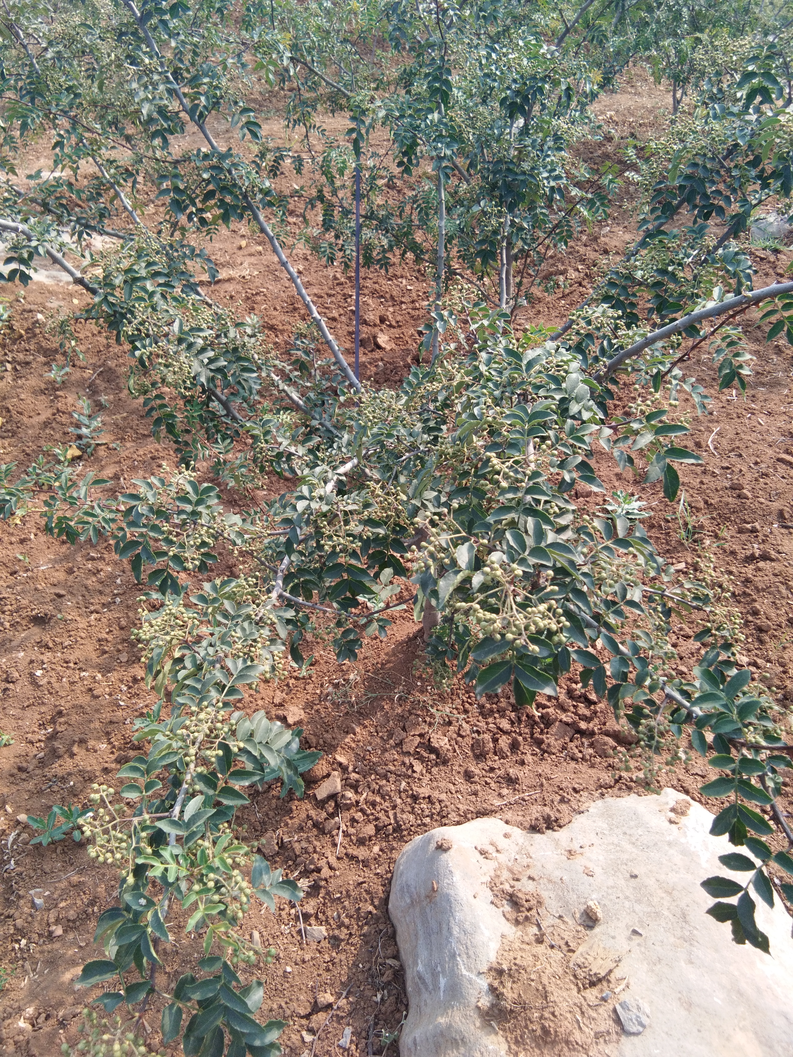 大牛椒种植_牛椒种植技术_牛椒亩产量