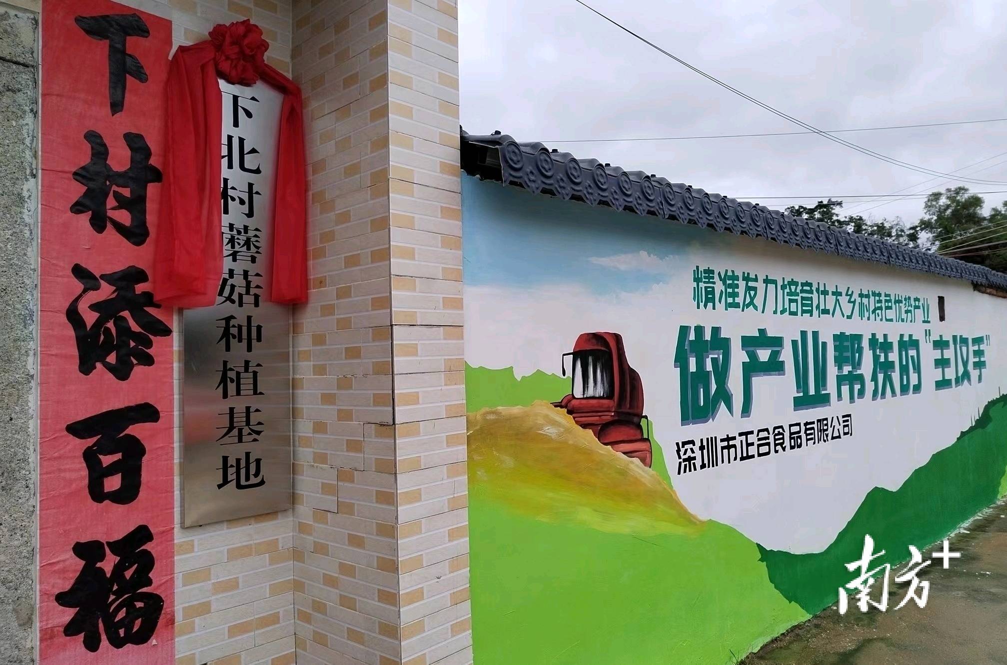 蘑菇致富有新招_蘑菇种植致富新闻_致富经蘑菇种植视频