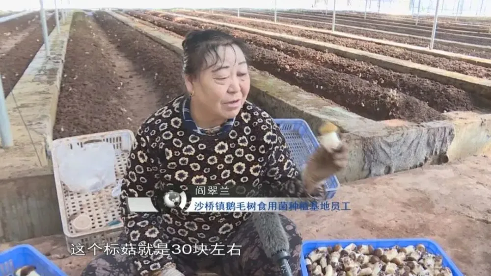 蘑菇种植致富新闻_蘑菇种植新技术_蘑菇致富有新招