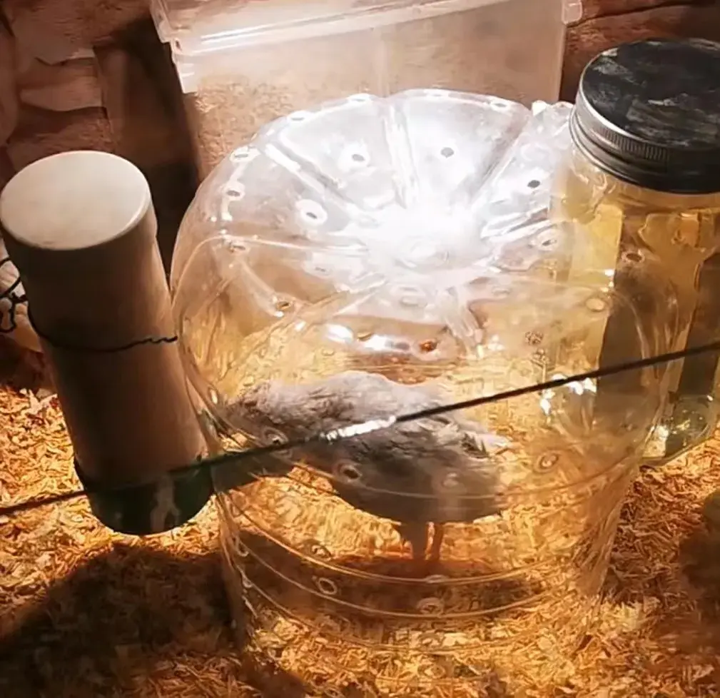养桂花雀真的能赚钱吗_最新桂花雀鸟养殖视频_桂花雀养殖技术要视频