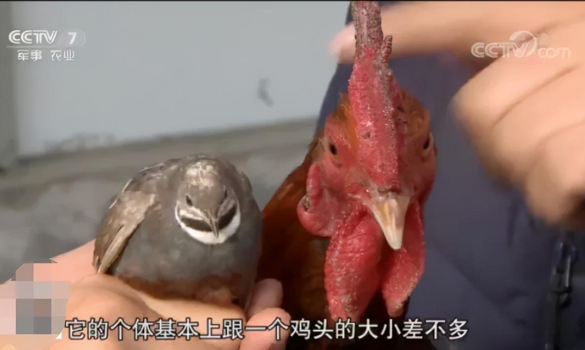养桂花雀真的能赚钱吗_桂花雀养殖技术要视频_最新桂花雀鸟养殖视频