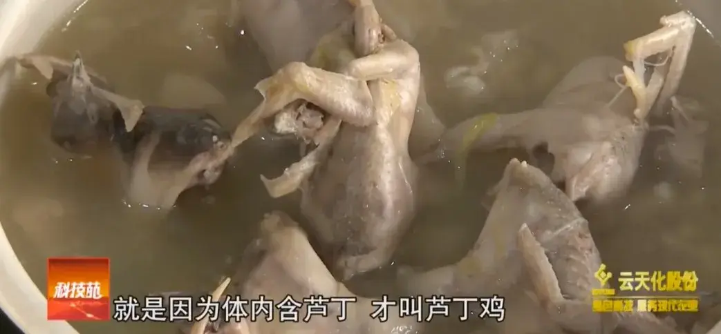 最新桂花雀鸟养殖视频_桂花雀养殖技术要视频_养桂花雀真的能赚钱吗