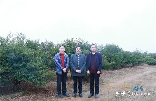 湖南种火龙果树会结火龙果吗_湖南火龙果种植基地_湖南农村火龙果种植致富
