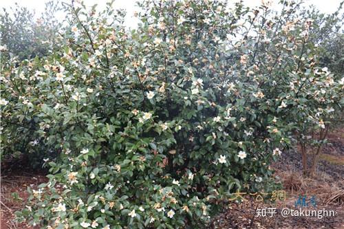 湖南火龙果种植基地_湖南种火龙果树会结火龙果吗_湖南农村火龙果种植致富