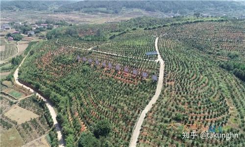 湖南火龙果种植基地_湖南种火龙果树会结火龙果吗_湖南农村火龙果种植致富