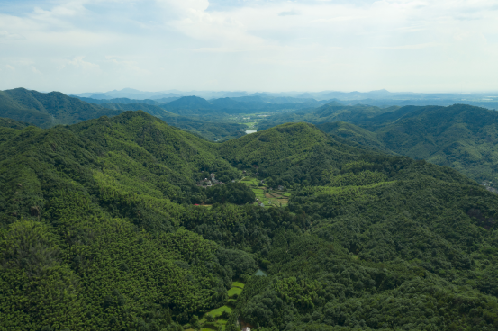 湖南火龙果种植基地_湖南农村火龙果种植致富_湖南种植火龙果需要大棚吗