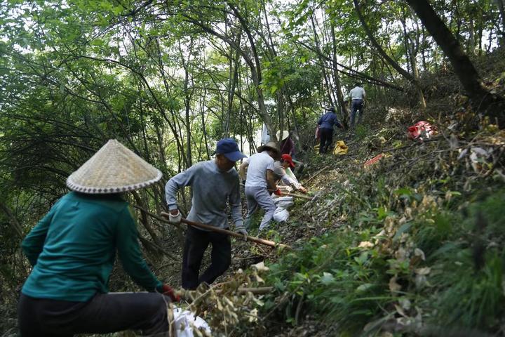 湖南火龙果种植基地_湖南农村火龙果种植致富_湖南种植火龙果需要大棚吗