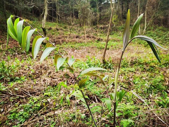 湖南种植火龙果需要大棚吗_湖南农村火龙果种植致富_湖南火龙果种植基地