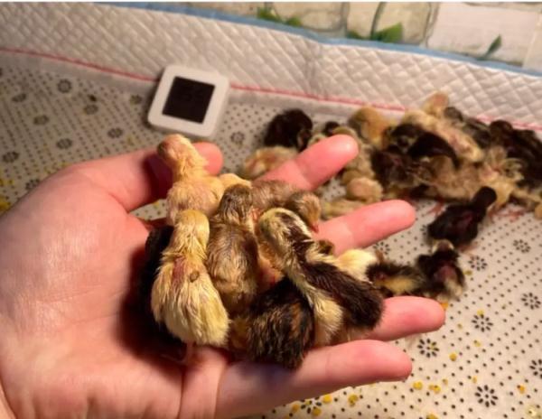 桂花雀的饲养配方_最新桂花雀鸟养殖视频_桂花雀养殖技术要视频