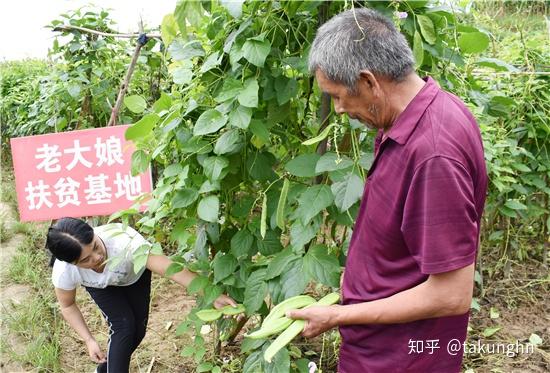 湖南农村火龙果种植致富_湖南种火龙果怎么样_湖南火龙果种植基地