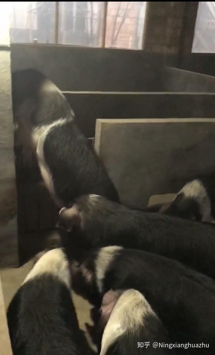 视频小猪养殖技术大全_视频小猪养殖技术教学_小猪养殖技术视频