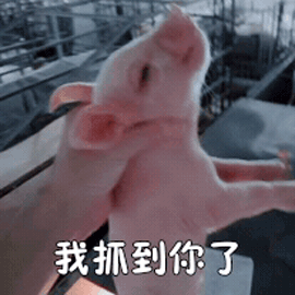 小猪养殖技术视频_视频小猪养殖技术教学_小猪的养殖视频教程