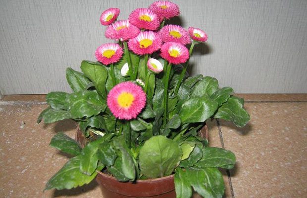 雏菊12.jpg
