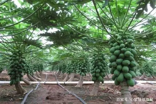 药木瓜的种植技术_木瓜种植药技术视频_木瓜种植药技术与管理