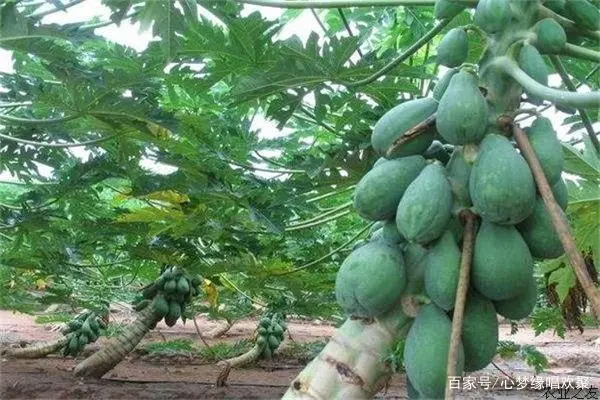 药木瓜的种植技术_木瓜种植药技术视频_木瓜种植药技术与管理