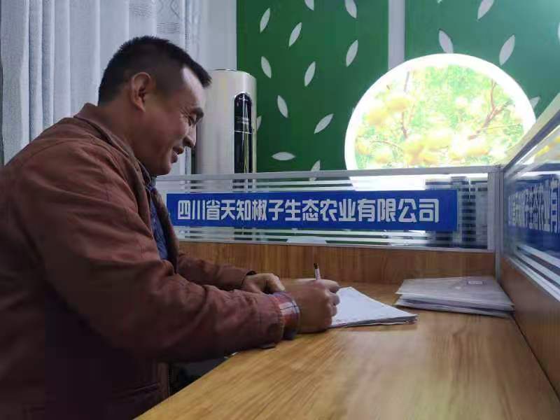 牛场辣椒种子_牛椒亩产量_牛椒种植技术