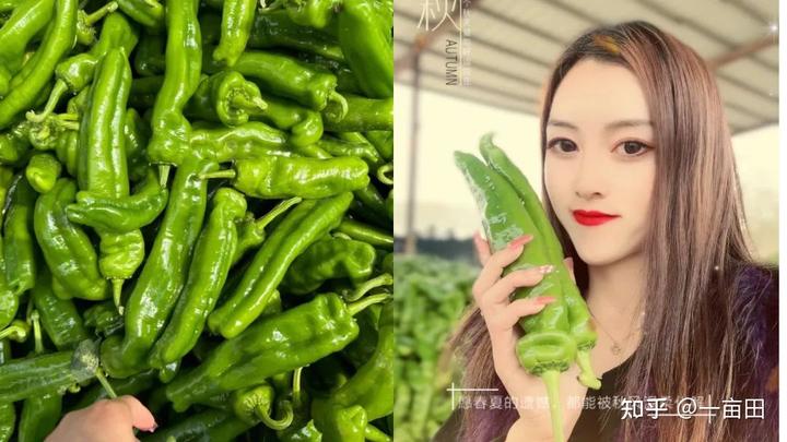 黑辣椒种植成本与利润_黑辣椒种植致富经山东_山东种辣椒的产区是哪里