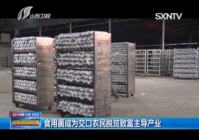 脱贫致富靠种植，山西这两个县不简单！