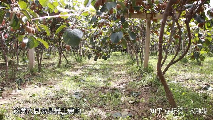 种植技术猴桃猘子怎么种_狲猴桃种植技术_猘猴桃种植技术