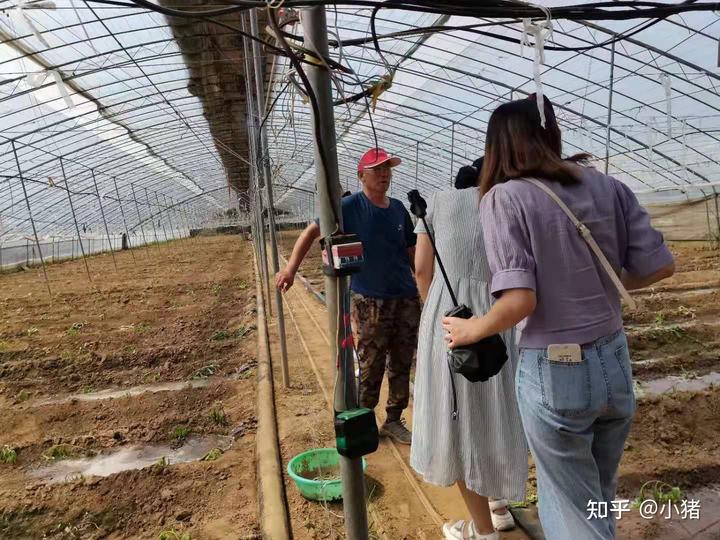 小米种植效益_小米种植基地_小米种植市致富