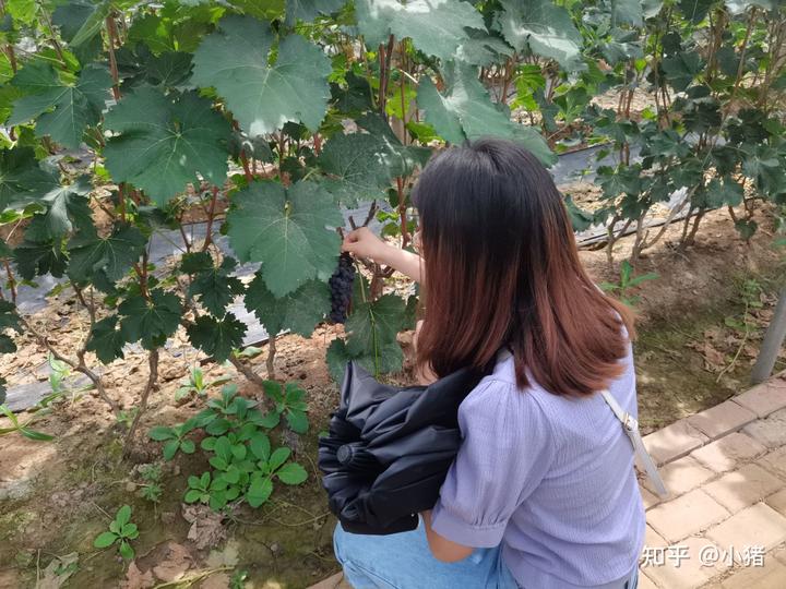 小米种植基地_小米种植市致富_小米种植效益
