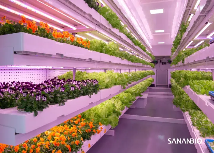 视频种植技术彩椒怎么做_种彩椒赚钱吗_彩椒种植技术视频