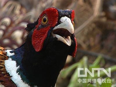 养野鸡视频道_致富经视频养野鸡_家养野鸡视频