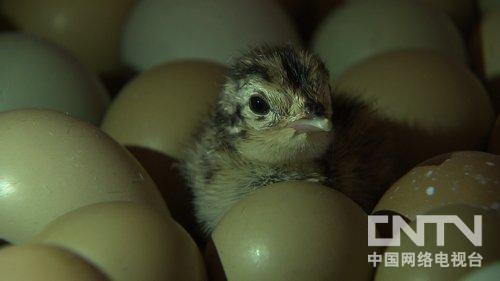 养野鸡视频道_家养野鸡视频_致富经视频养野鸡