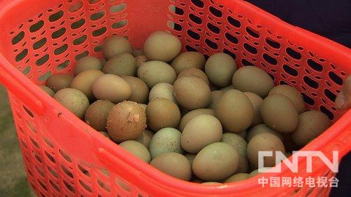 家养野鸡视频_致富经视频养野鸡_养野鸡视频道