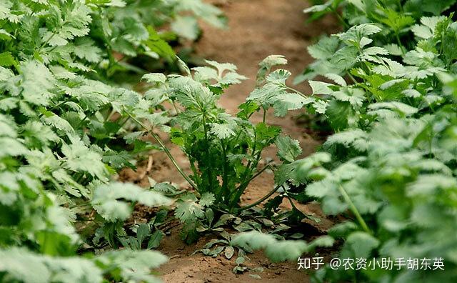 香菜种植赚钱吗_香菜种植技术与利润_香菜种植利润技术指标