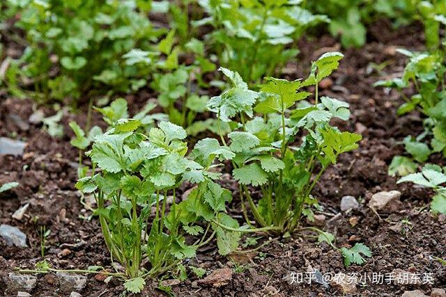 香菜种植技术与利润_香菜种植利润技术指标_香菜种植赚钱吗